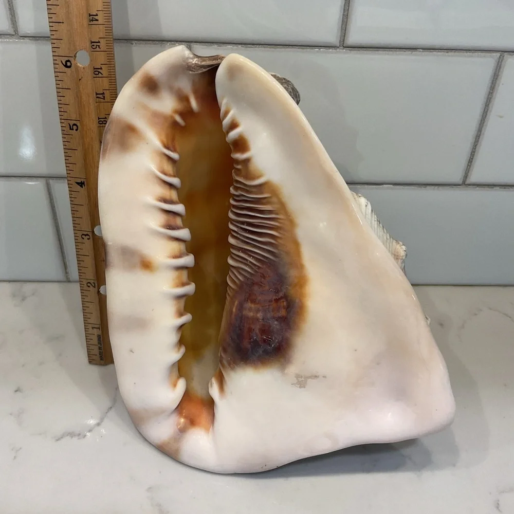 Natural Shell Home Accent Decor - Picture 8 of 8
